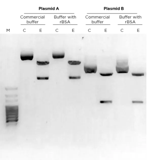 recombinant-bsa-molecular-biology-grade